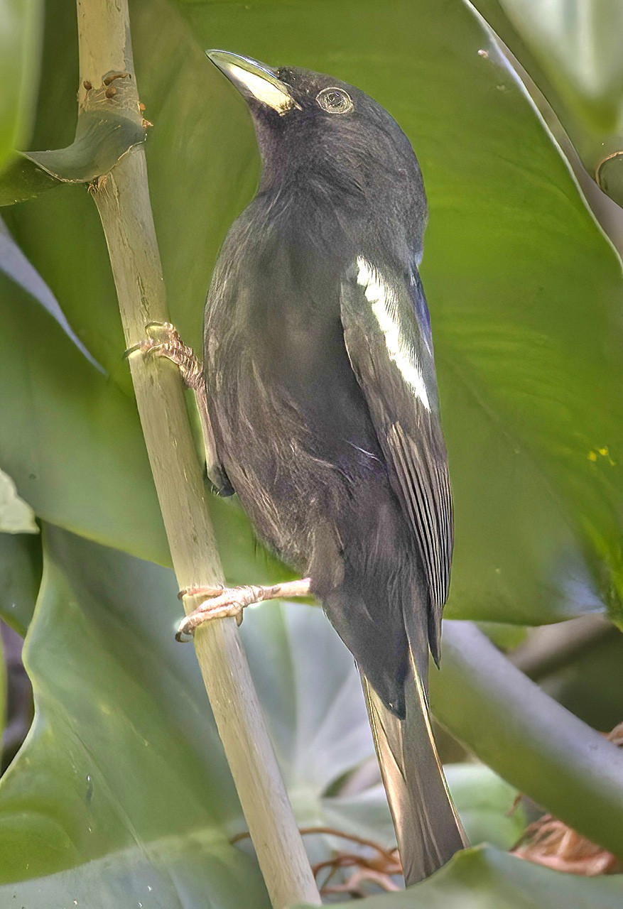 image White-shouldered Tanager